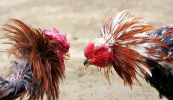 peleas de gallos: dos gallos pelean foto