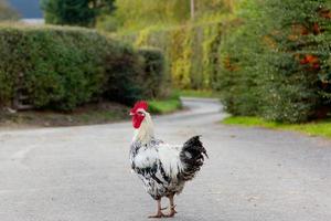 Why did cockerel/rooster cross the road? photo