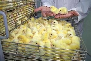 Baby chicken in incubator photo