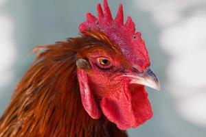 Head of red cock photo