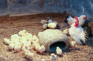 chicken farm photo