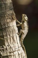 Oriental garden lizard in Pottuvil, Sri Lanka photo