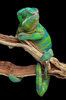 Chameleon wrapped around branch photo