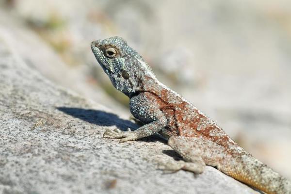 Blue Headed Agama Lizard Stock Photo Blue Headed Agama Lizard Stock Photo