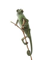 Camaleón exótico aislado mascota verde foto
