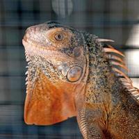 iguana roja foto