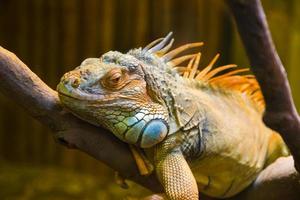Big iguana lizard in terrarium photo