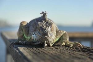 Iguana photo