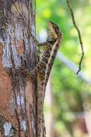 Greater spiny lizard photo