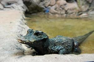 West African Dwarf Crocodile photo