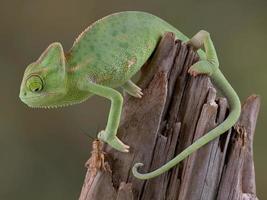Chameleon eyeing cricket