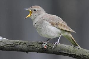 Singing nightingale against grey background photo