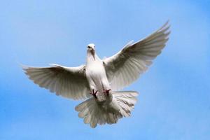 Dove flying in  the Sky. photo