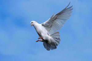 White dove flying in Sky. photo