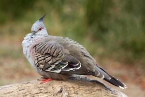 Crested pigeon (Ocyphaps lophotes) photo