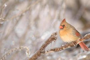 hembra cardinal foto