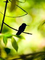 The Rufous-tailed Hummingbird (Amazilia tzacatl) photo