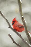 Northern Cardinal Male in tree