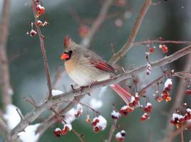 Female cardinal in snowstorm photo