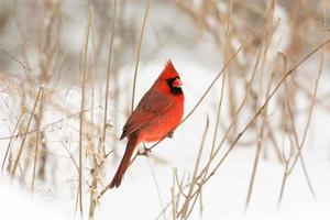 Male northern cardinal photo