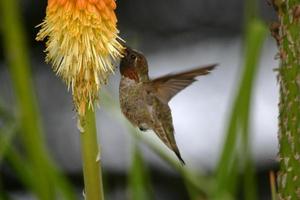 Hummingbird sucking Nectar photo