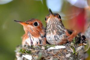 colibríes recién nacidos