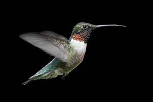 colibrí garganta de rubí (archilochus colubris)