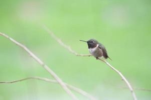 Male Ruby Throated hummingbird perched on twig