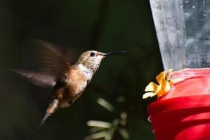 colibrí rufo bebiendo de un comedero foto