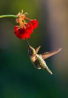colibrí foto