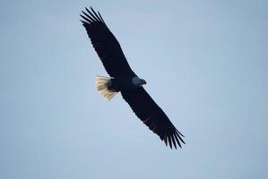 Bald eagle in flight photo