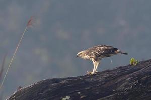 Changeable hawk eagle photo
