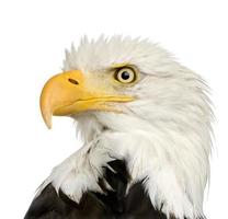 águila calva (22 años) - haliaeetus leucocephalus