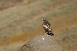halcón de cola roja sobre una roca
