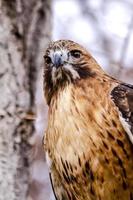 Red Tail Hawk in Winter Setting photo