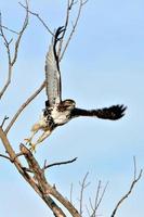 Red Tailed Hawk photo