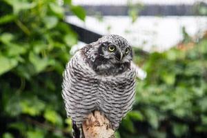 Northern Hawk Owl photo