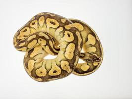 Schlange Python photo
