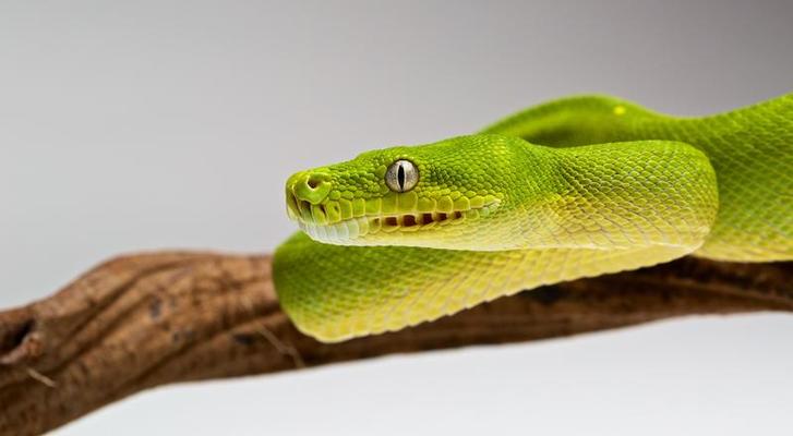 Green Tree Python Stock Photos, Images and Backgrounds for Free Download