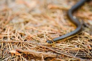Grass-snake, adder in early spring
