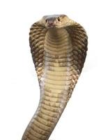 King cobra