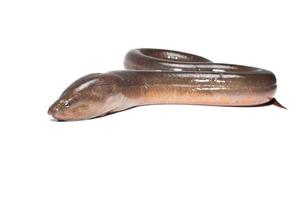 Fresh thailand eel photo