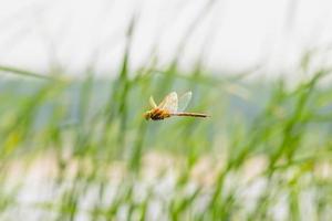 Dragonfly Flying
