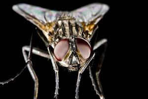 Hose fly with black background and huge compound eyes photo