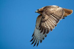 Flying Red-tailed Hawk photo