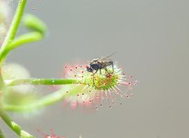 Drosera madagascariensis catch fly