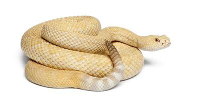 albinos western diamondback rattlesnake - Crotalus atrox, poisonous, white background