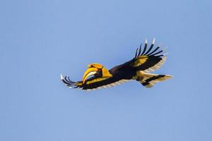 Full wings flying Great hornbill