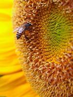 Close Up Honeybee on a Sunflower