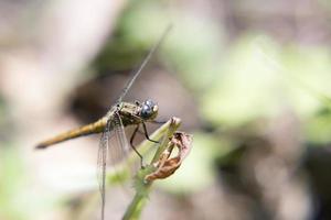 Dragonfly, insect photo